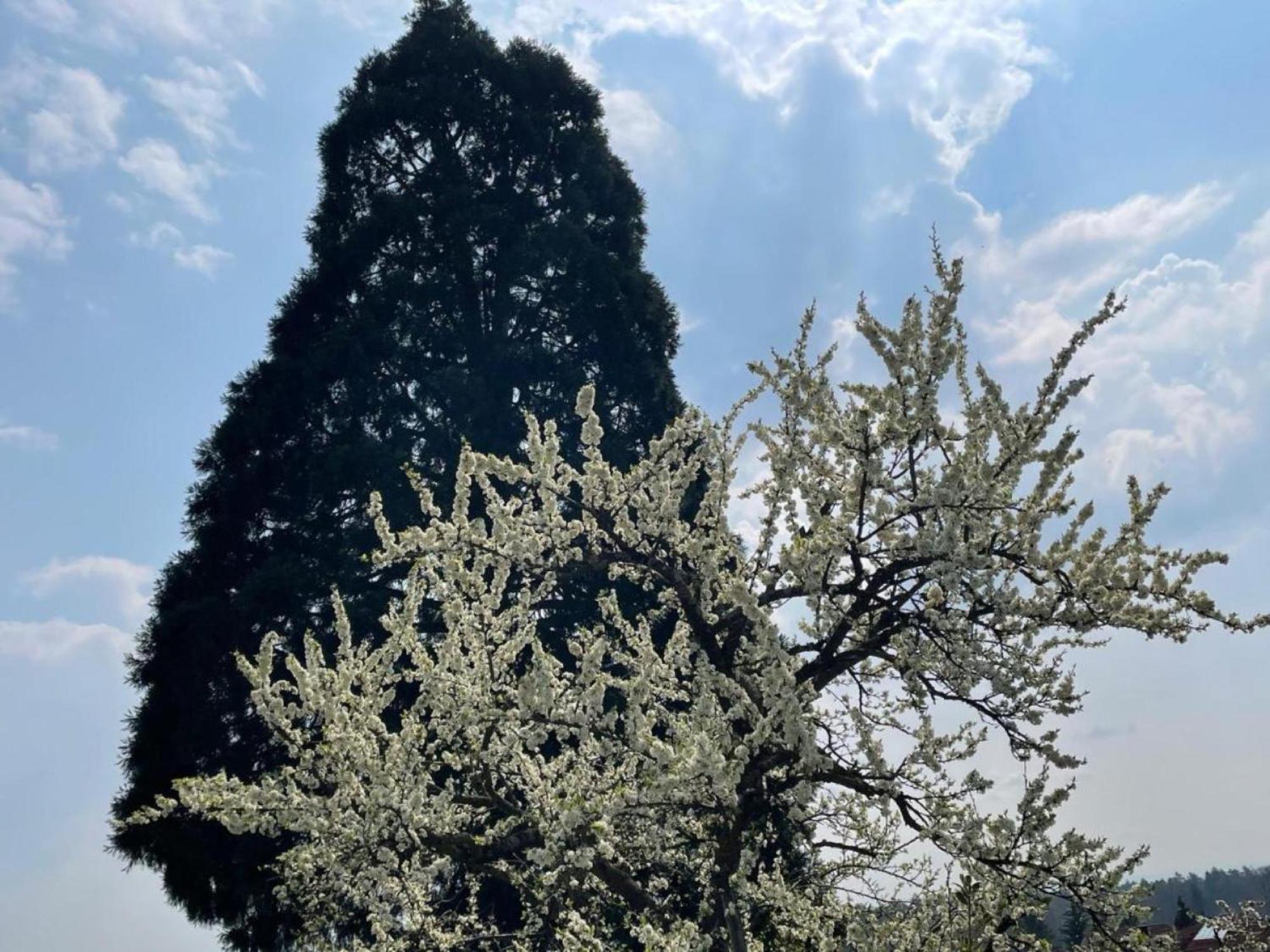 Bergchalet Mirabell - Hofgut FDH Zewnętrze zdjęcie
