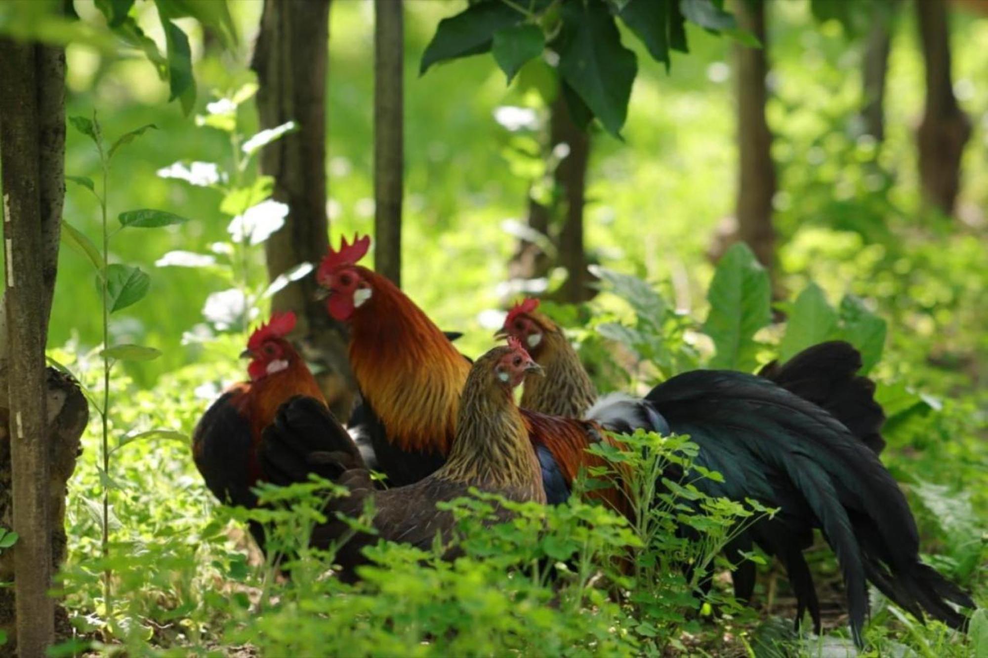 Bergchalet Mirabell - Hofgut FDH Zewnętrze zdjęcie