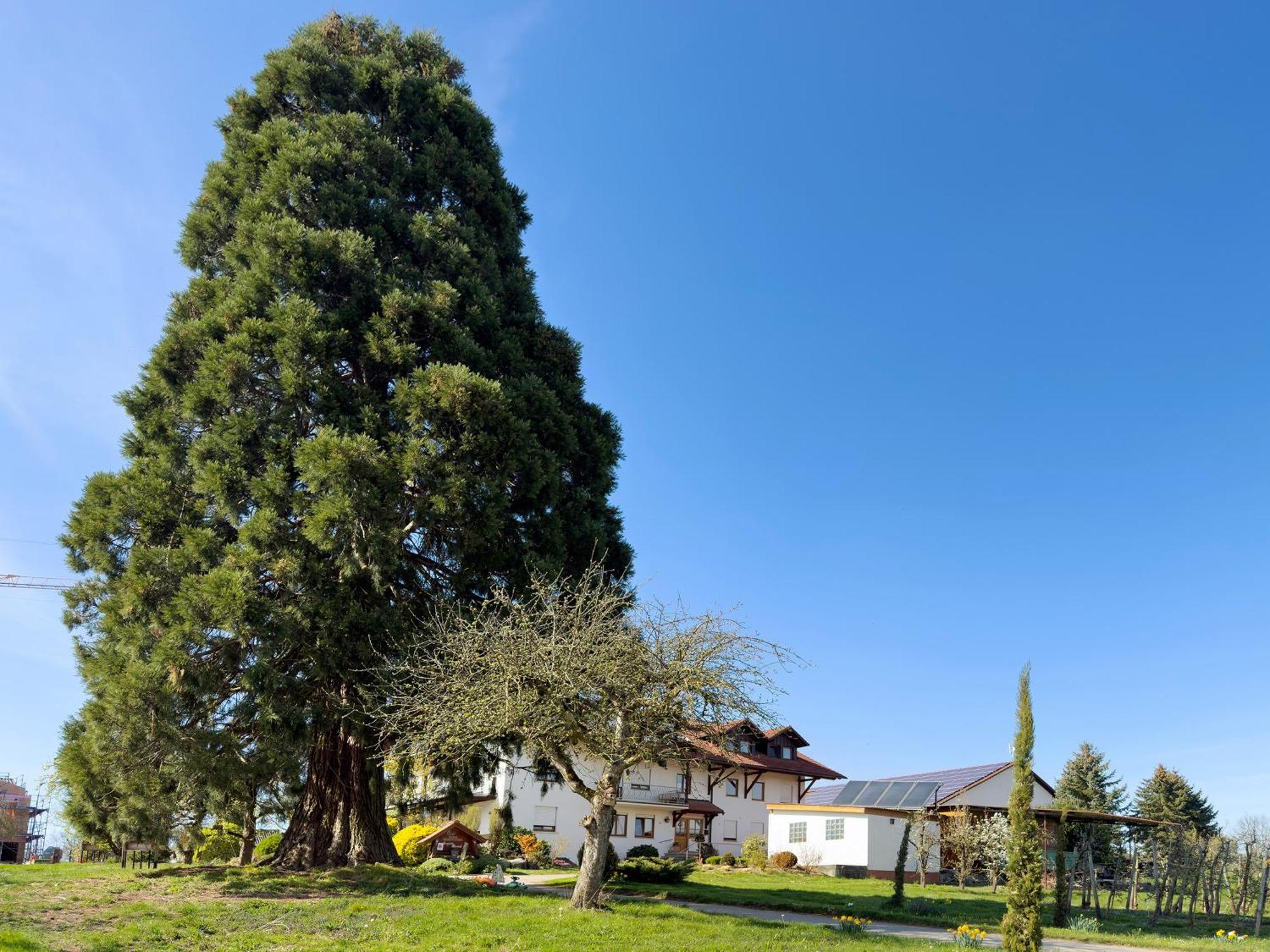 Bergchalet Mirabell - Hofgut FDH Zewnętrze zdjęcie